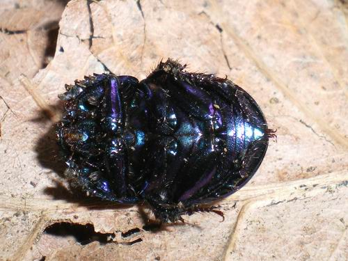 Anoplotrupes stercorosus